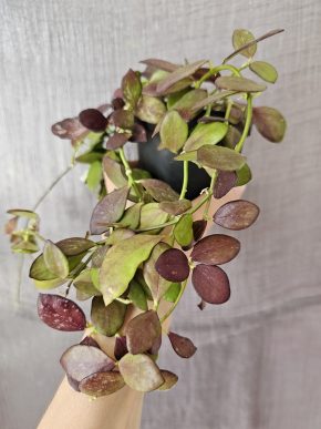 Hoya collina sp. IR-26 řízek