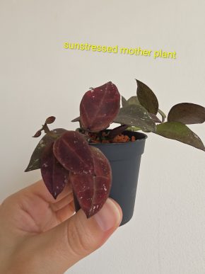 Hoya walliniana (UT 152)