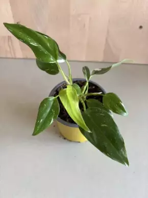 Philodendron White Princess
