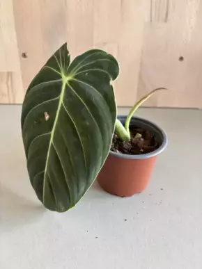 Philodendron Melanochrysum