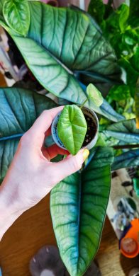 Alocasia Platinum sběratelská rostlina baby
