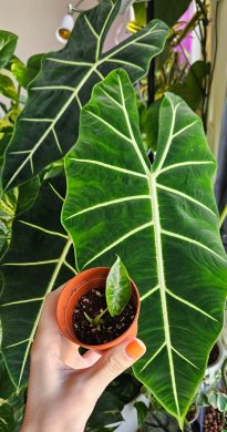 Alocasia Frydek