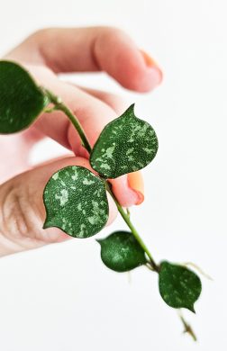 Hoya curtisii