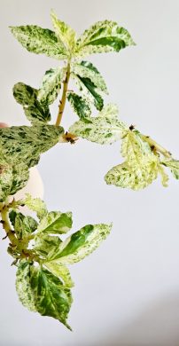 Pellionia repens Variegata