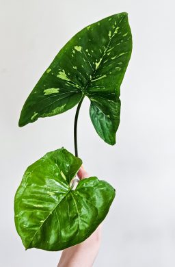 Syngonium Panda