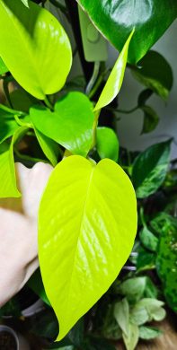 Epipremnum neon