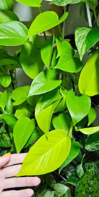 Epipremnum neon