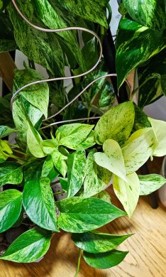 Epipremnum Marble Queen