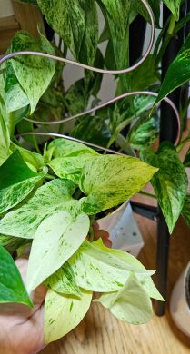 Epipremnum Marble Queen
