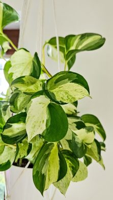 Epipremnum Happy Leaf