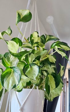Epipremnum Happy Leaf