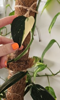 Monstera Cobra variegata