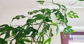 Raphidophora Tetrasperma/Monstera Minima