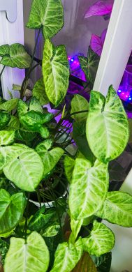 Syngonium pixie