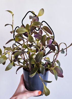 Tradescantia pallida Purple heart