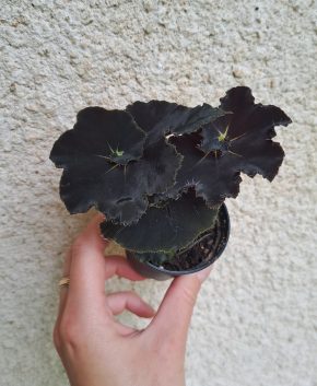 Begonia black mamba
