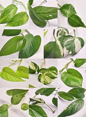 Set 11 kultivarů Epipremna