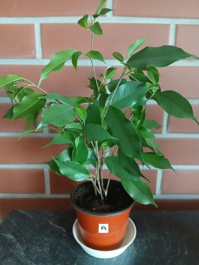 Fikus Benjamin nejoblíbenější pokojová rostlina + E-BOOK ZDARMA, poštovné v listopadu 50 Kč.