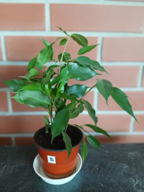 Fikus Benjamin nejoblíbenější pokojová rostlina + E-BOOK "Síla zeleně" ZDARMA.