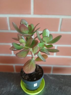 Crassula Ovata - Tlustice – symbol štěstí a prosperity