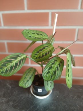 Maranta Tricolor – okouzlující "modlitební rostlina"