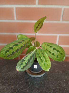 Maranta Tricolor – okouzlující "modlitební rostlina". Balíkovna v listopadu za 50 kč.