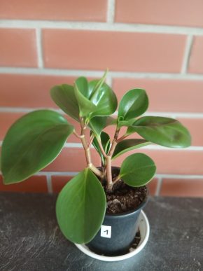 Peperomia Obtusifolia – okrasná a užitečná pokojová rostlina
