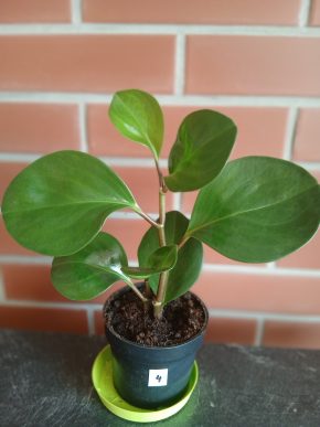 Peperomia Obtusifolia – užitečná pokojová rostlina. Balíkovna v říjnu 50 kč.