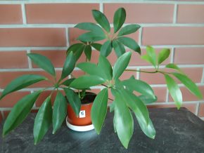 Schefflera + Eboook - Síla zeleně ,  ZDARMA