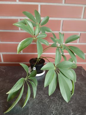 Schefflera + Eboook - Síla zeleně ,  ZDARMA
