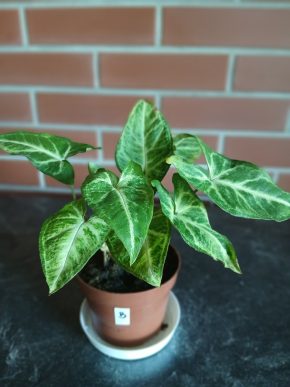 Syngonium - dekotarivní ,užitečná,  převislá rostlina.