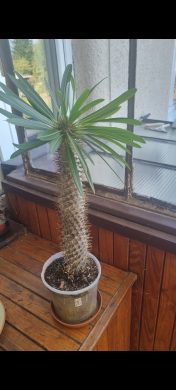 Madagaskarská palma - Pachypodium lamerei