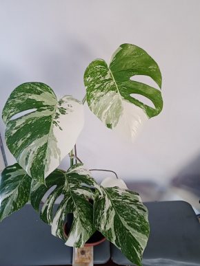 monstera  albo variegata