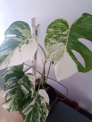 foto11.jpg