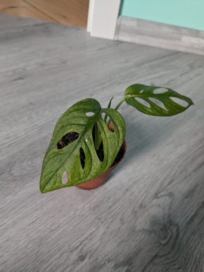Monstera adansonii variegata aurea