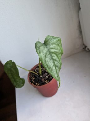 Monstera siltepecana