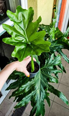 Philodendron xanadu