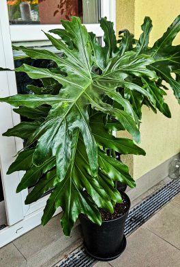Philodendron xanadu