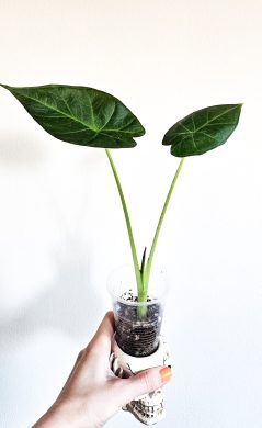 Alocasia regal shields