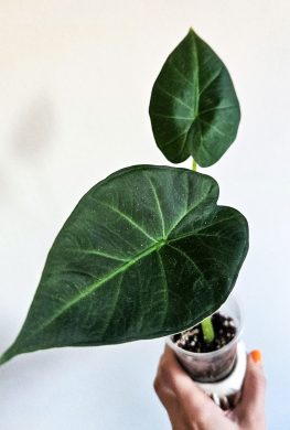 Alocasia regal shields