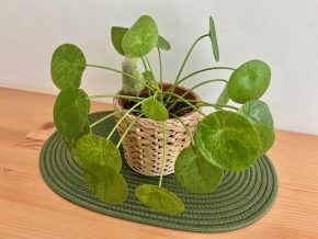 Pilea Mojito