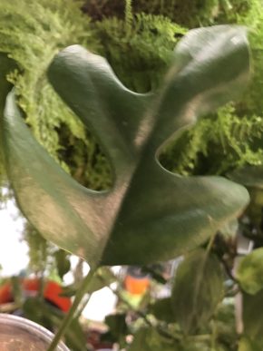 Monstera Minima- rostlina