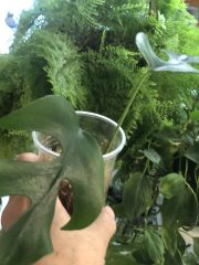 IMG_0498.jpeg