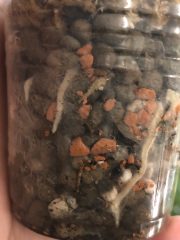 IMG_0497.jpeg