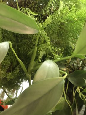 Epipremnum Giganteum - velky vrcholový řizek .