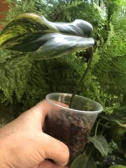 IMG_0489.jpeg