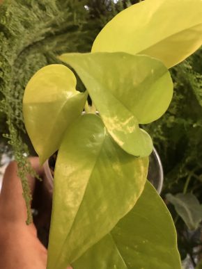 Epipremnum neon variegata - rostlina.
