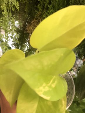 Epipremnum Neon Variegata - vrcholový řizek