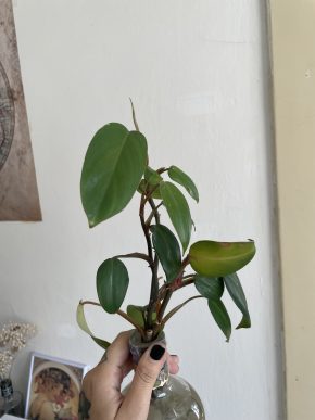 3 řízky Philodendron Red Emerald