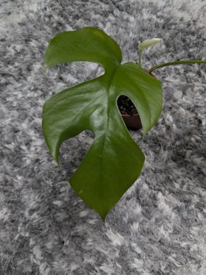 Monstera minima